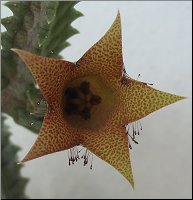 Whitesloanea crassa x Huerniopsis decipiens